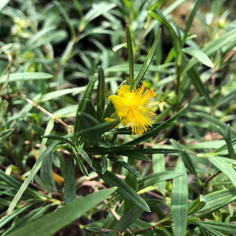 Hypericum densiflorum Buttercup - Johanniskraut (Foliage)