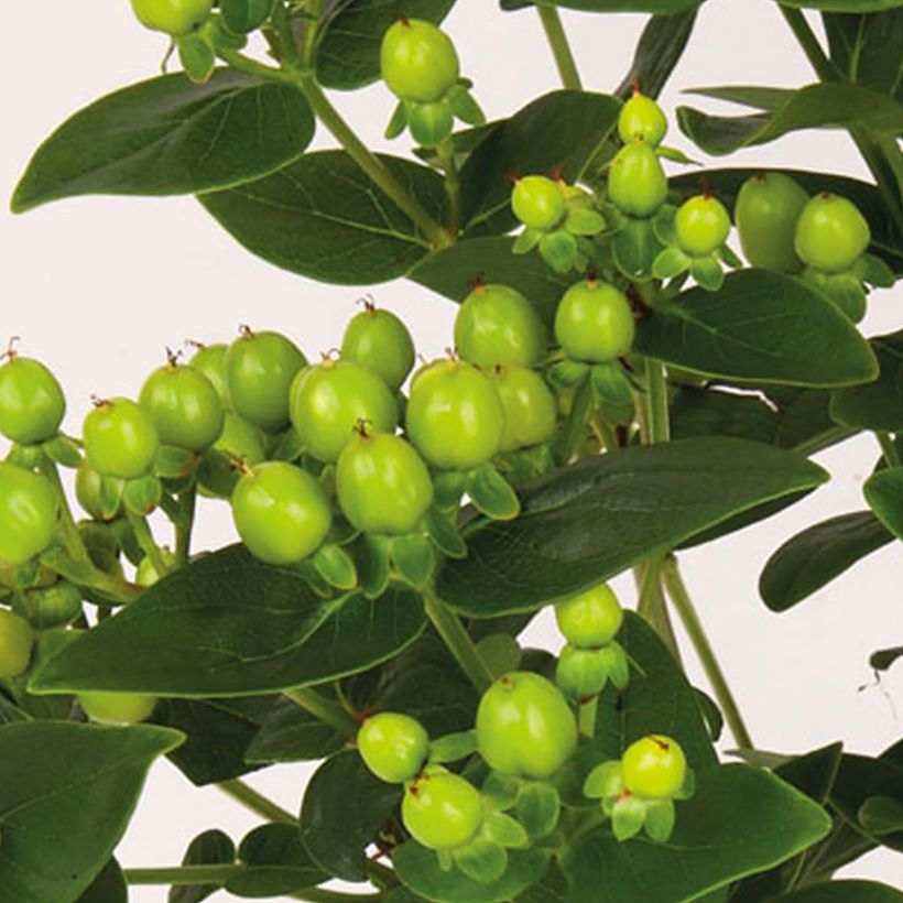 Hypericum Miracle Pistache - Johanniskraut (Harvest)