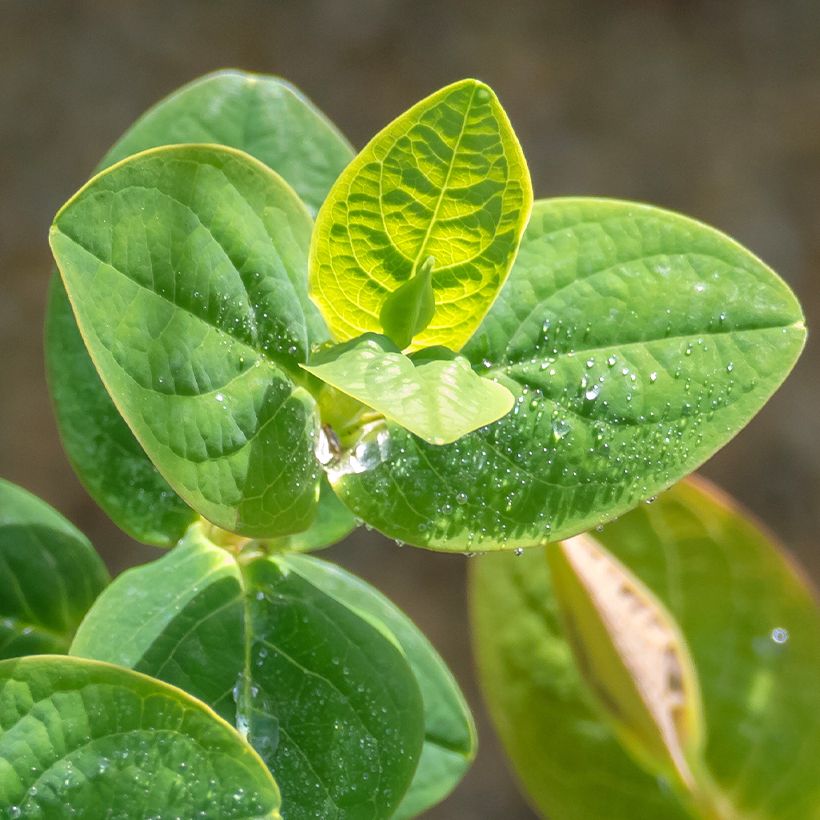 Hypericum Miracle Pistache - Johanniskraut (Foliage)