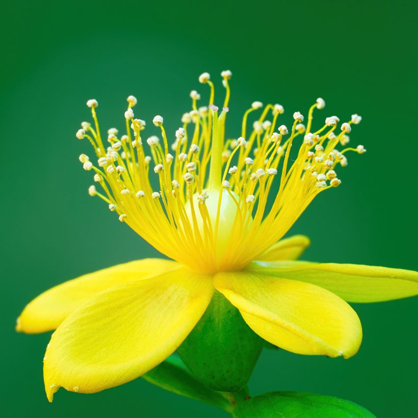 Hypericum Miracle Pistache - Johanniskraut (Flowering)