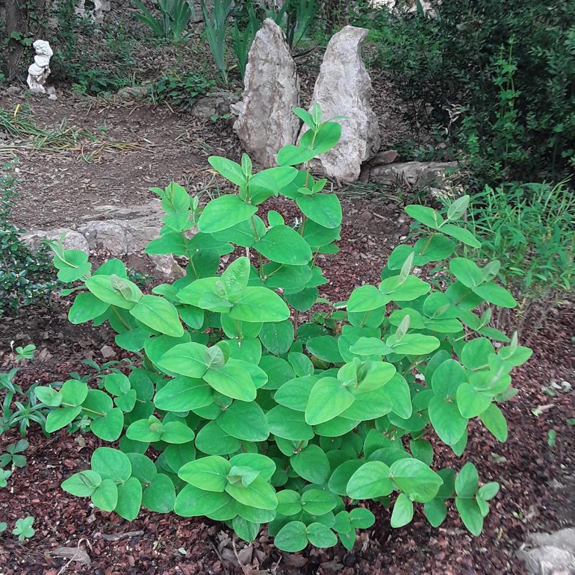 Hypericum Rheingold - Johanniskraut (Wuchs)