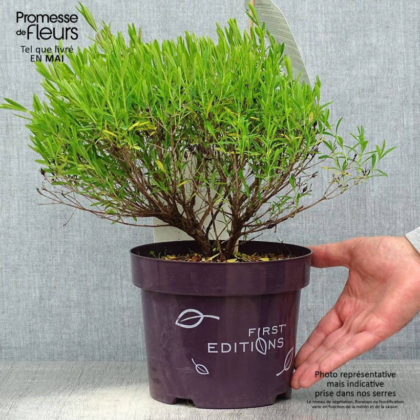 Exemplar von Hypericum kalmianum Cobalt-n-Gold - Johanniskraut Topf mit 2L/3L wie im Frühjahr geliefert