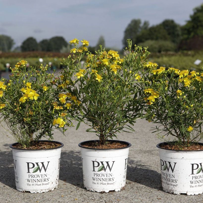 Hypericum kalmianum Sunny Boulevard - Johanniskraut (Plant habit)
