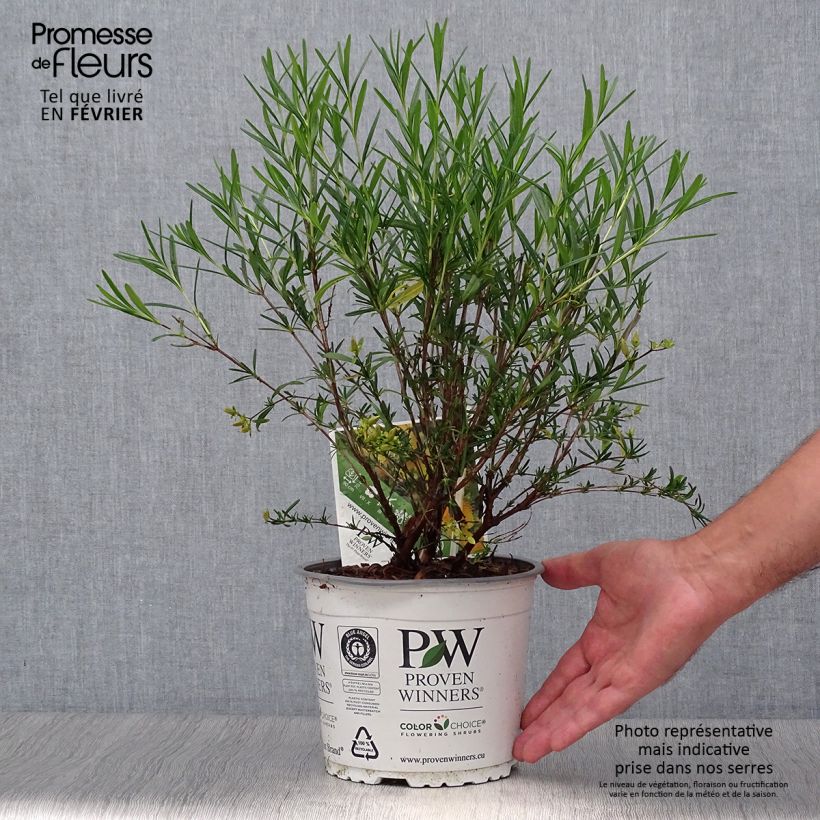 Example of Hypericum kalmianum Sunny Boulevard - Johanniskraut Topf mit 2L/3L as you get in automne