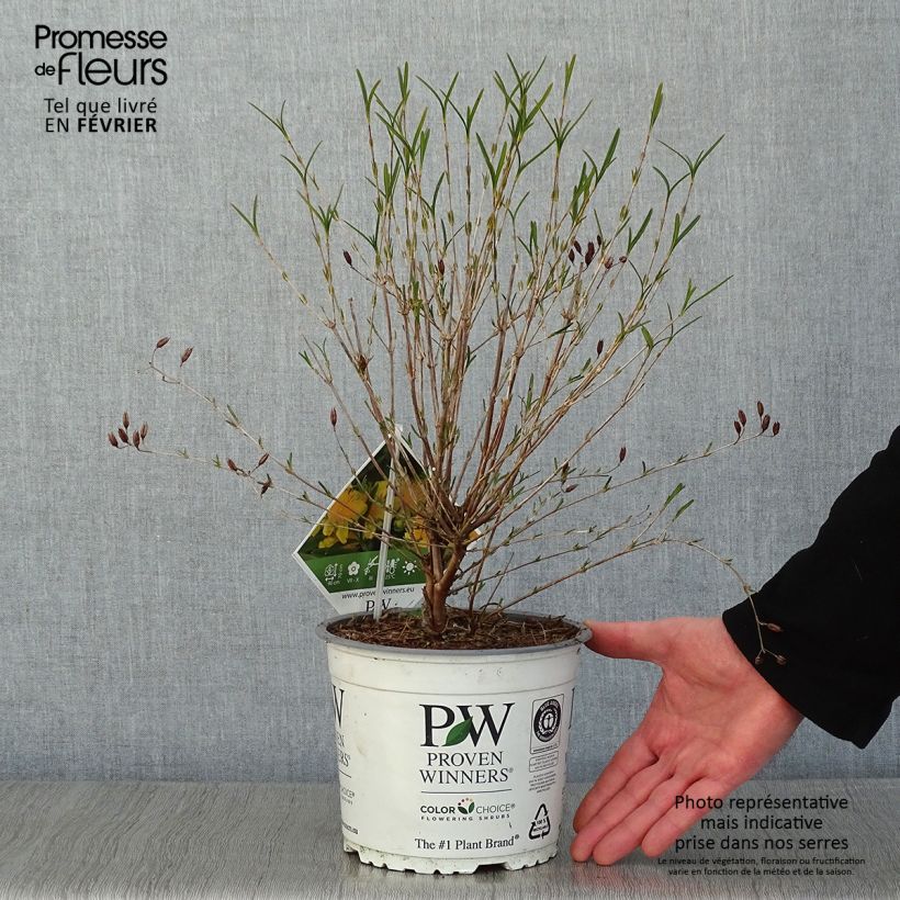 Exemplar von Hypericum kalmianum Sunny Boulevard - Johanniskraut Topf mit 2L/3L wie im Winter geliefert