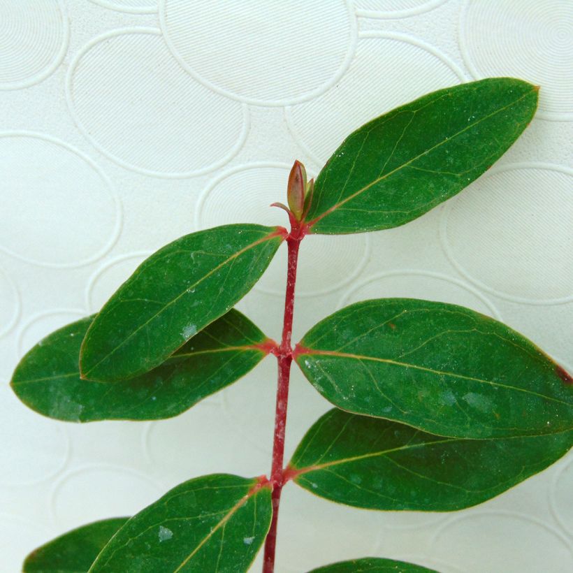 Hypericum moserianum - Johanniskraut (Foliage)