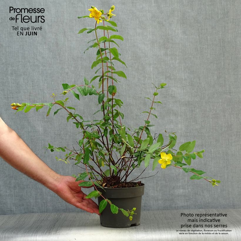 Exemplar von Hypericum moserianum - Johanniskraut Topf mit 2L/3L wie im Sommer geliefert
