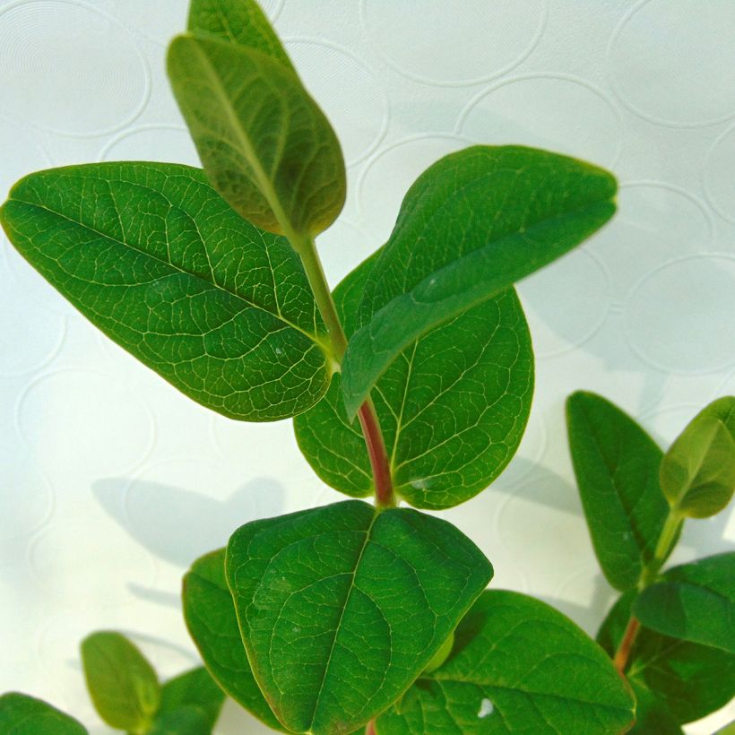 Hypericum Magical White - Johanniskraut (Foliage)
