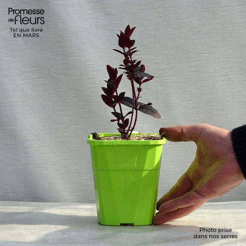 Example of Hypericum MIRACLE Night - Johanniskraut Topf mit 3L/4L as you get in hiver