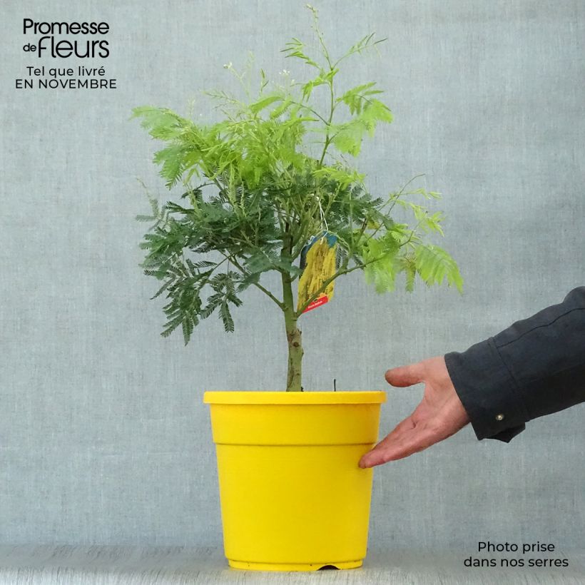 Example of Acacia dealbata - Silber-Akazie Topf mit 2L/3L as you get in automne