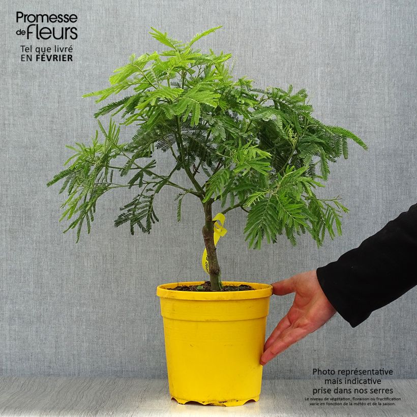Example of Acacia dealbata - Silber-Akazie Topf mit 4L/5L as you get in hiver