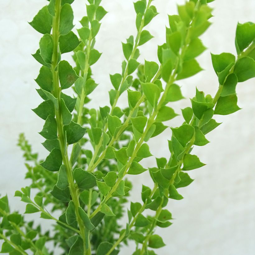 Acacia pravissima - Akazie (Foliage)