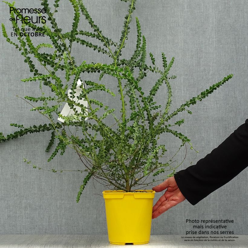 Example of Acacia pravissima - Akazie Topf mit 3L/4L as you get in automne