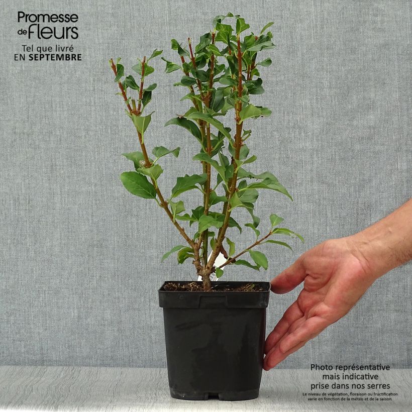 Example of Goldglöckchen Mindor - Forsythie Topf mit 2L/3L as you get in automne