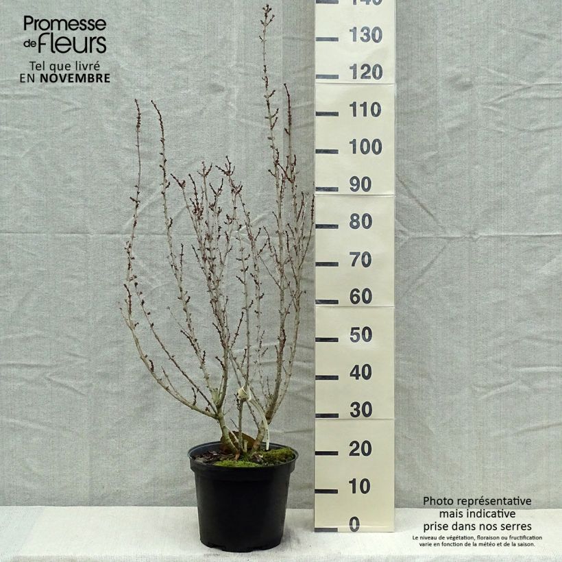 Example of Goldglöckchen Mindor - Forsythie Topf mit 7,5L/10L as you get in automne