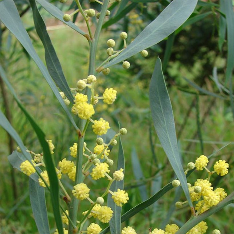Acacia retinodes - Immergrüne Akazie (Foliage)