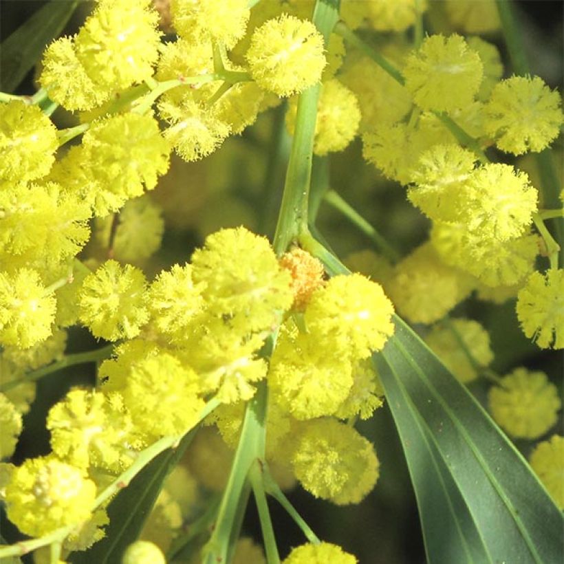 Acacia retinodes - Immergrüne Akazie (Flowering)