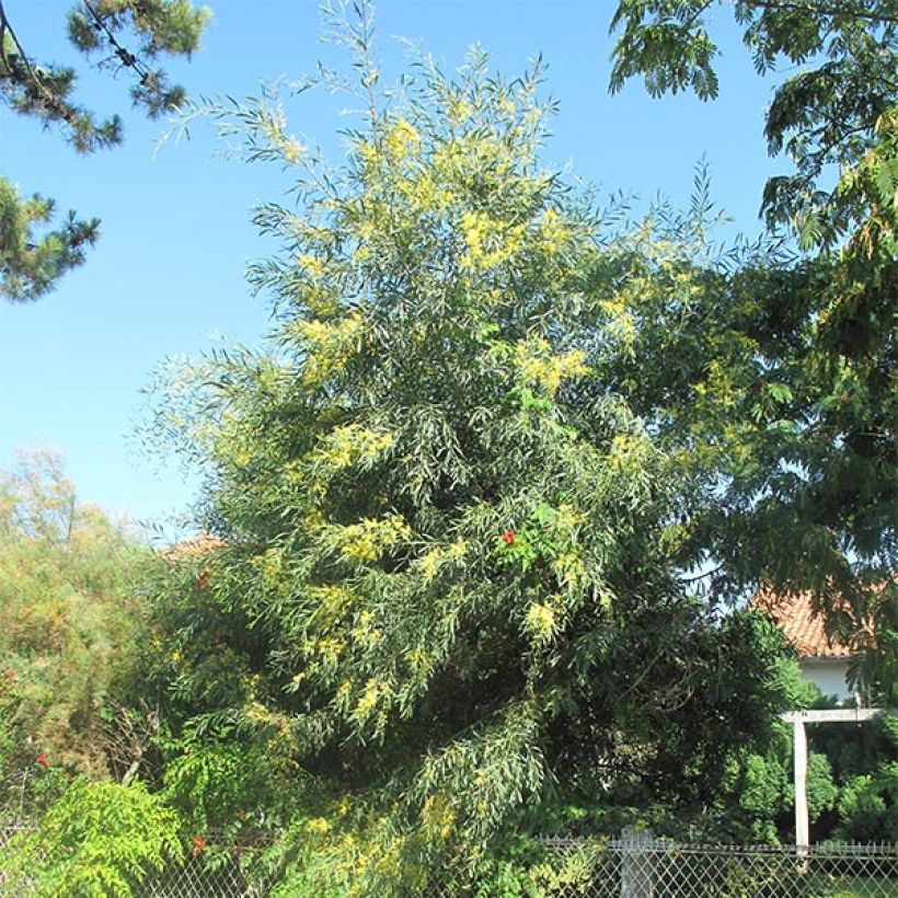 Acacia retinodes - Immergrüne Akazie (Plant habit)