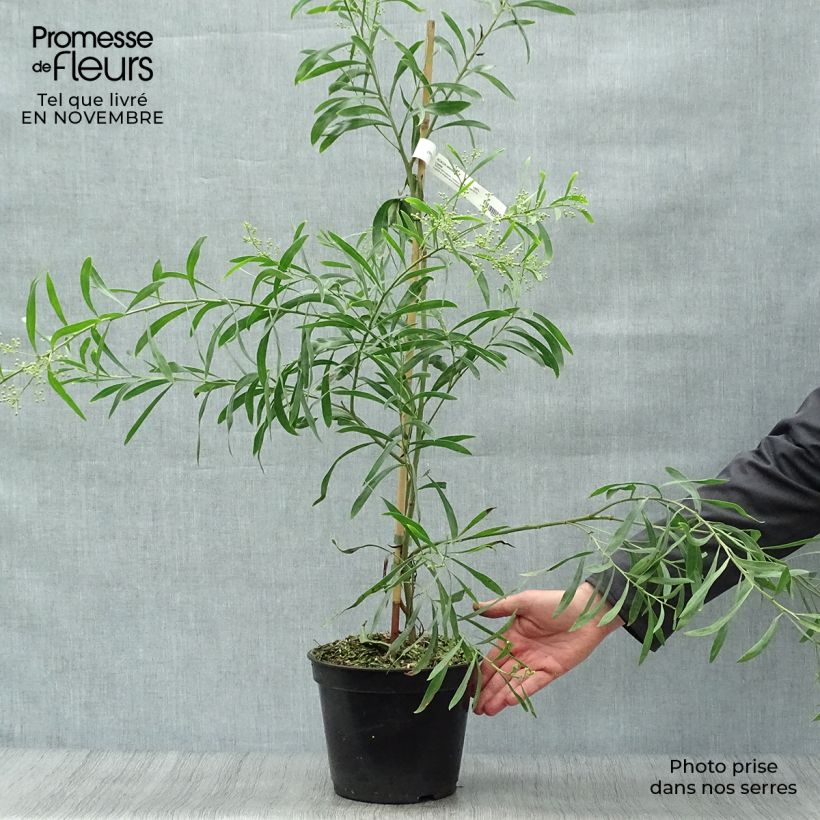 Example of Acacia retinodes Lisette - Akazie Topf mit 2L/3L as you get in automne