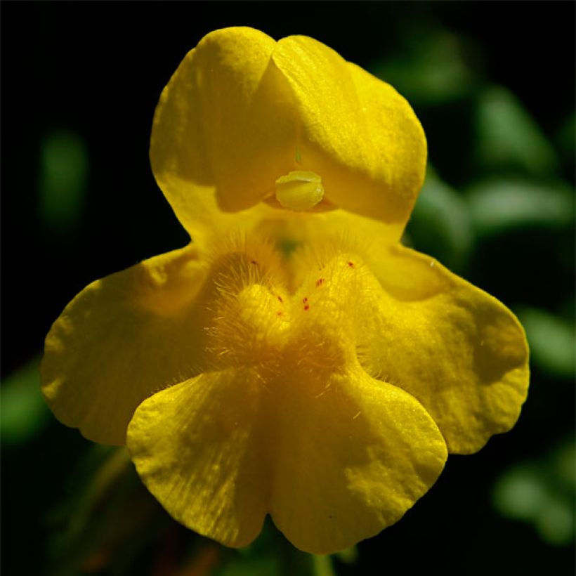 Gauklerblume - Mimulus tilingii (Flowering)