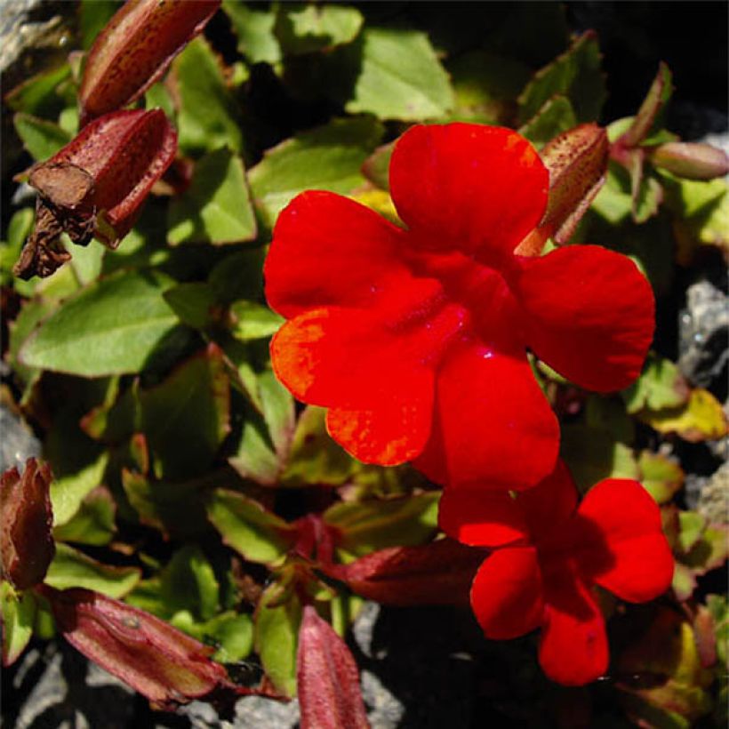 Gauklerblume Roter Kaiser - Mimulus cupreus (Flowering)