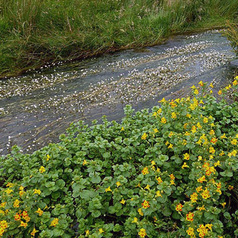 Rotgefleckte Gauklerblume - Mimulus luteus (Foliage)