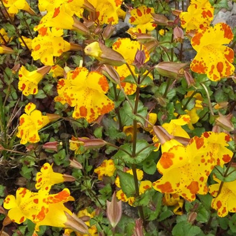 Rotgefleckte Gauklerblume - Mimulus luteus (Flowering)