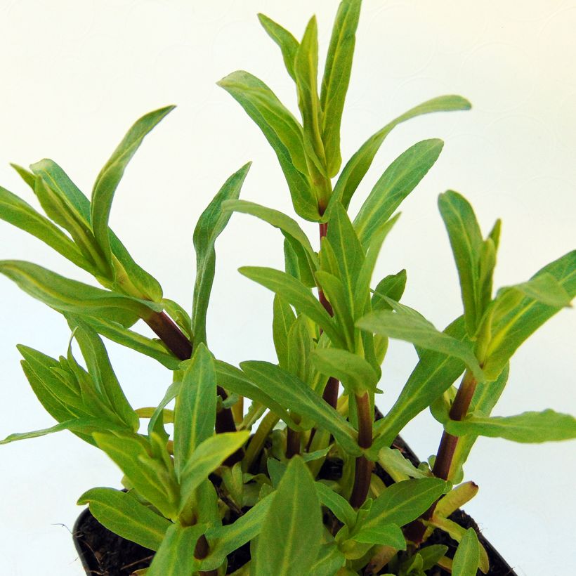 Blaue Gauklerblume - Mimulus ringens (Foliage)