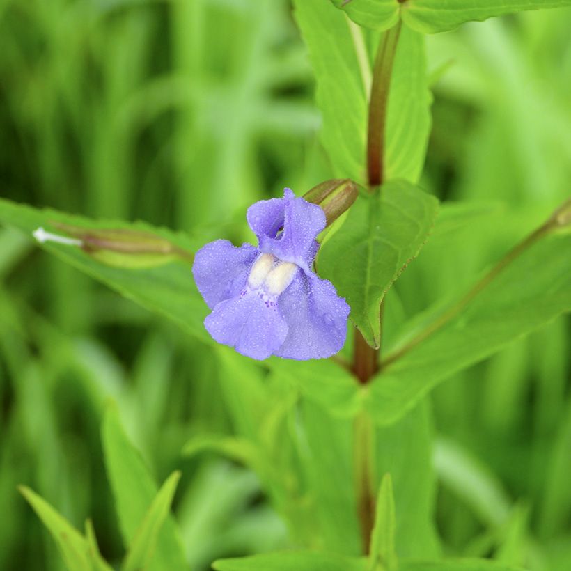 Blaue Gauklerblume - Mimulus ringens (Flowering)