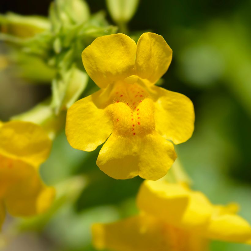 Rotgefleckte Gauklerblume - Mimulus luteus (Blüte)