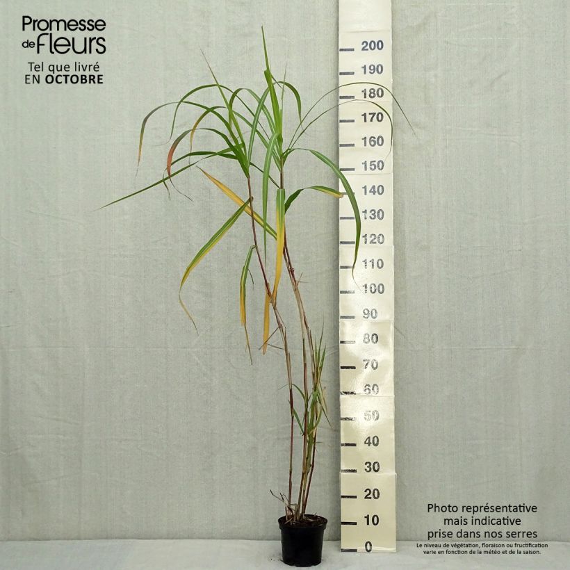 Example of Riesen-Chinaschilf - Miscanthus giganteus Topf mit 2L/3L as you get in automne