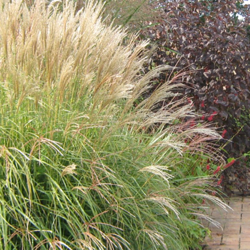Chinaschilf Yaku-Jima - Miscanthus sinensis (Flowering)