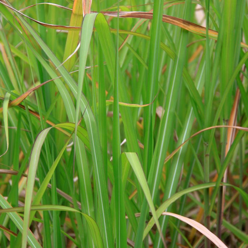 Riesen-Chinaschilf - Miscanthus floridulus (Foliage)