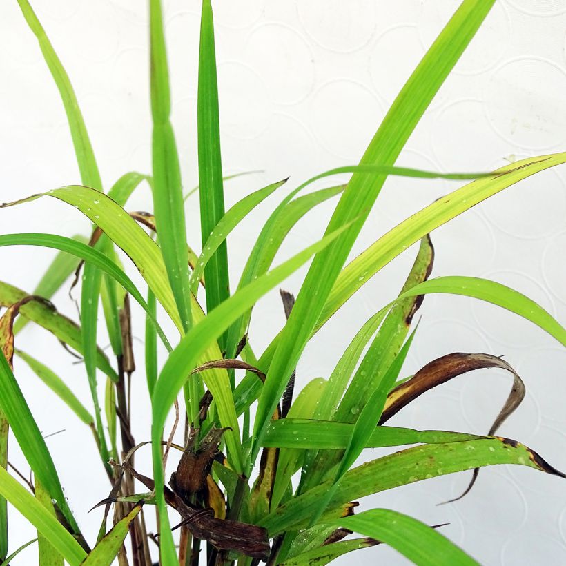 Nepal-Chinaschilf - Miscanthus nepalensis (Foliage)