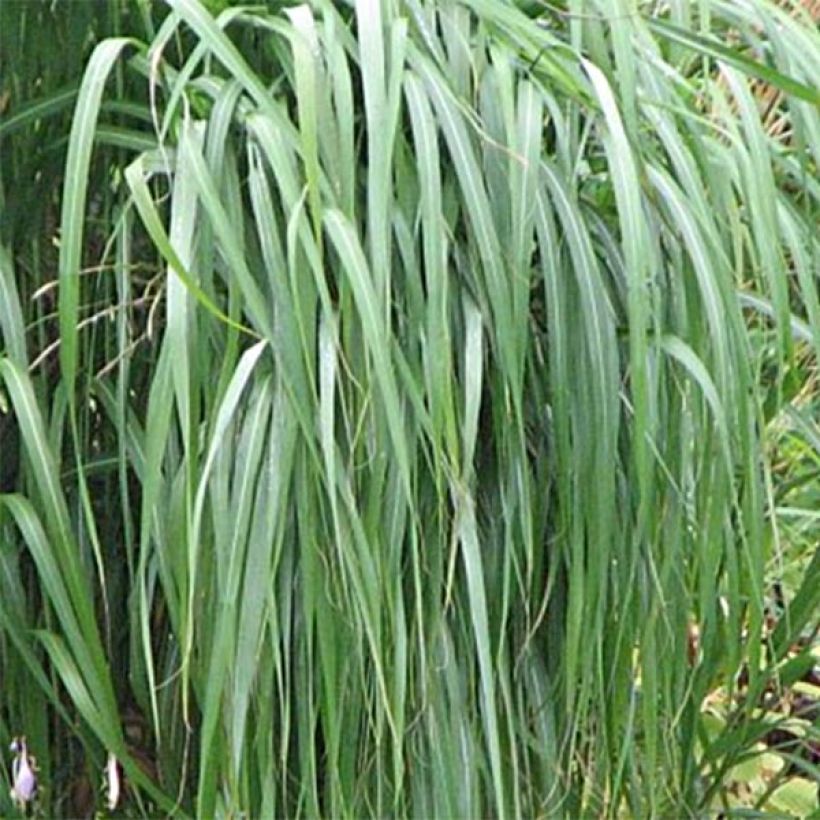 Amur-Silbergras - Miscanthus sacchariflorus (Foliage)