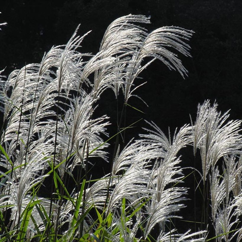 Amur-Silbergras - Miscanthus sacchariflorus (Flowering)