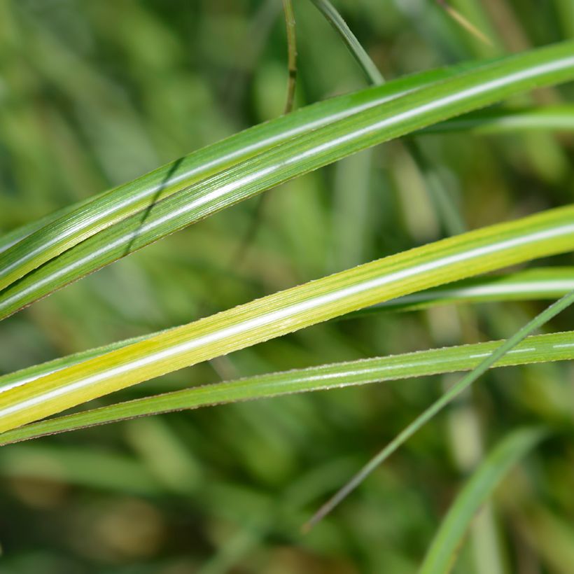 Chinaschilf Adagio - Miscanthus sinensis (Foliage)