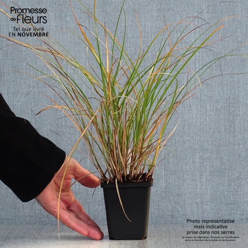 Example of Chinaschilf Adagio - Miscanthus sinensis Kleine Töpfe von 8/9 cm as you get in automne