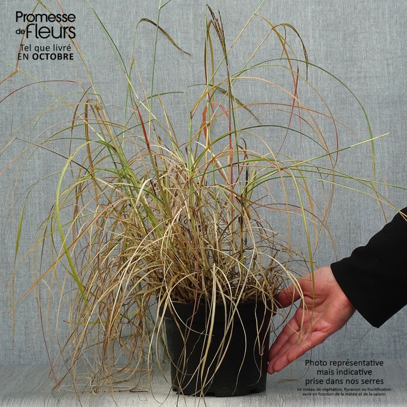 Example of Chinaschilf Adagio - Miscanthus sinensis Topf mit 2L/3L as you get in automne