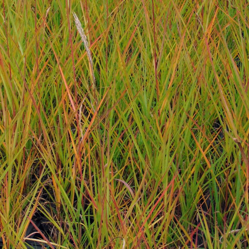 Chinaschilf Afrika - Miscanthus sinensis (Foliage)