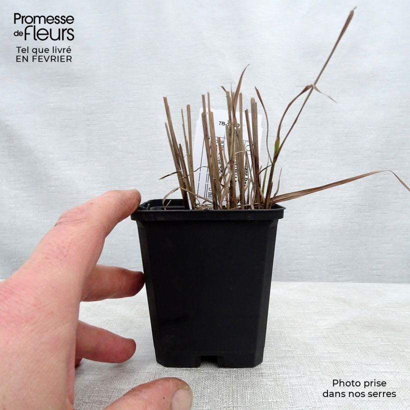 Example of Chinaschilf Afrika - Miscanthus sinensis Kleine Töpfe von 8/9 cm as you get in hiver