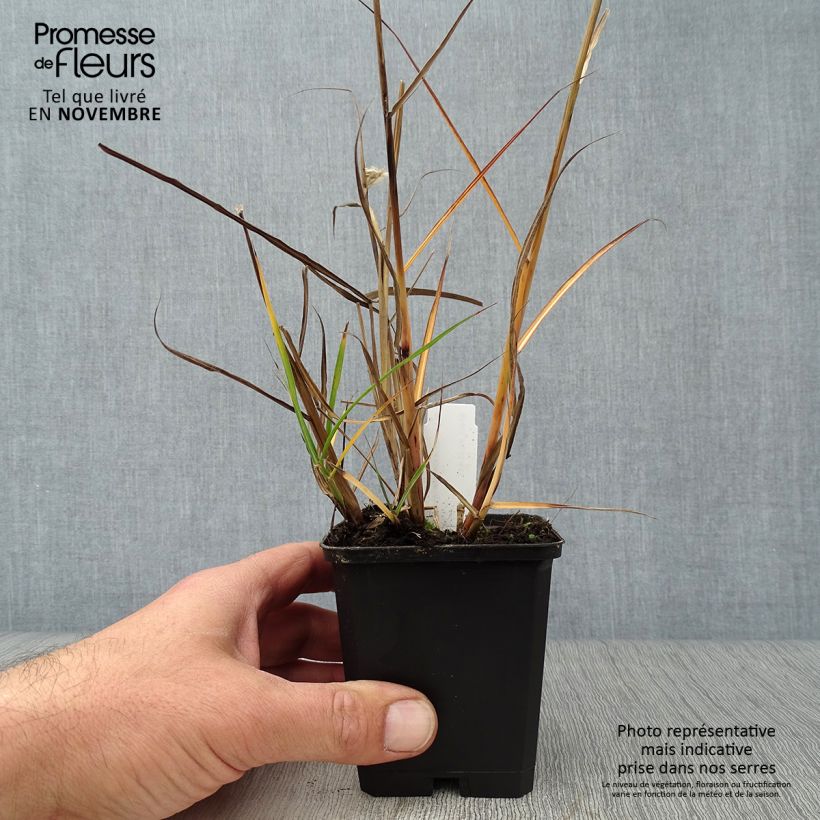Example of Chinaschilf Aperitiv - Miscanthus sinensis Kleine Töpfe von 8/9 cm as you get in automne