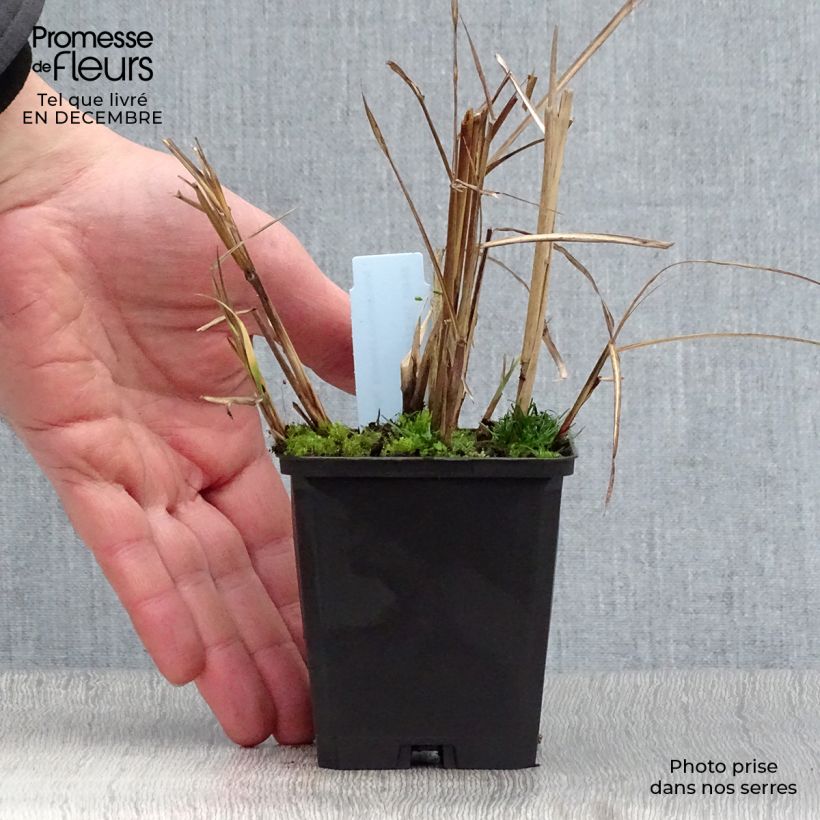 Exemplar von Chinaschilf Aperitiv - Miscanthus sinensis Kleine Töpfe von 8/9 cm wie im Winter geliefert