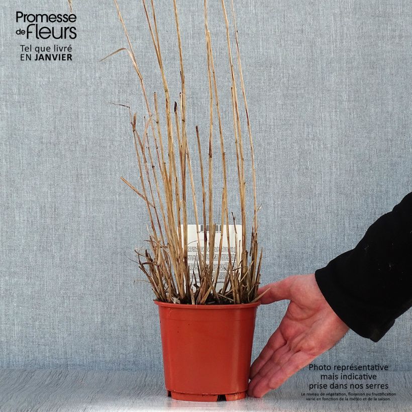 Exemplar von Chinaschilf Aperitiv - Miscanthus sinensis Topf mit 1L/1,5L wie im Winter geliefert