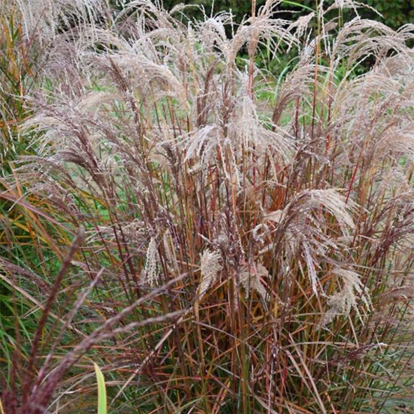 Chinaschilf Aperitiv - Miscanthus sinensis (Plant habit)