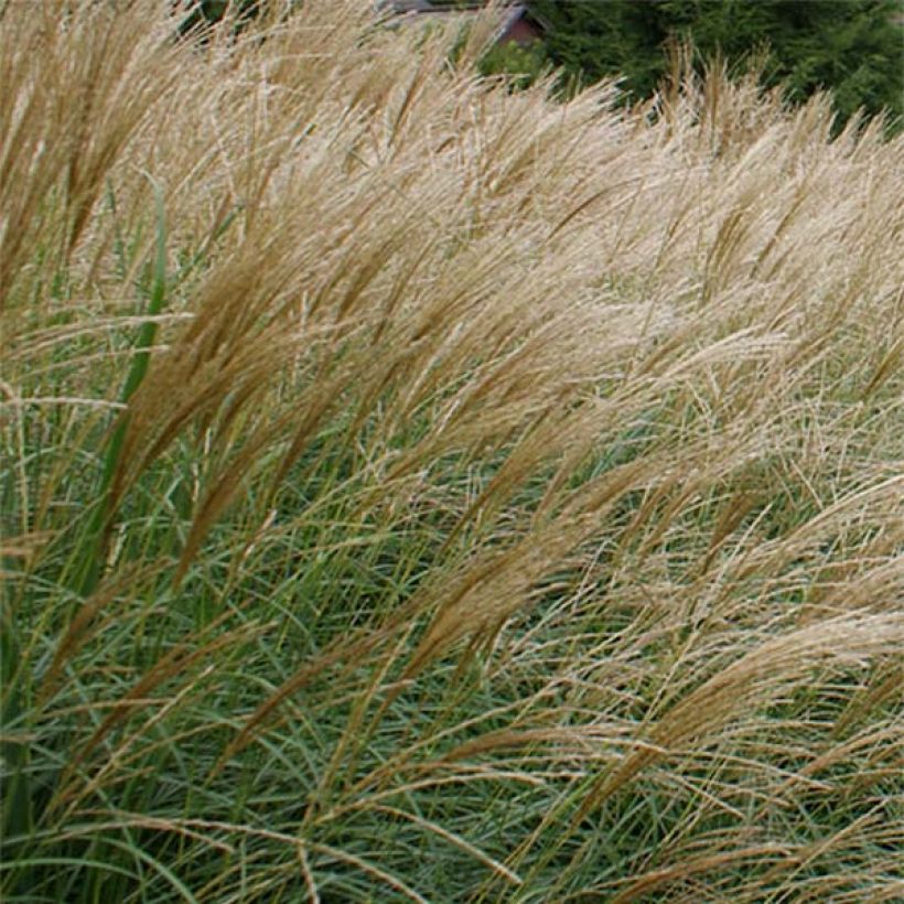 Chinaschilf Arabesque - Miscanthus sinensis (Flowering)