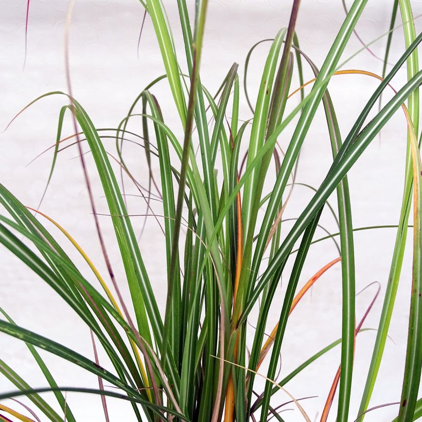 Chinaschilf Arabesque - Miscanthus sinensis (Foliage)