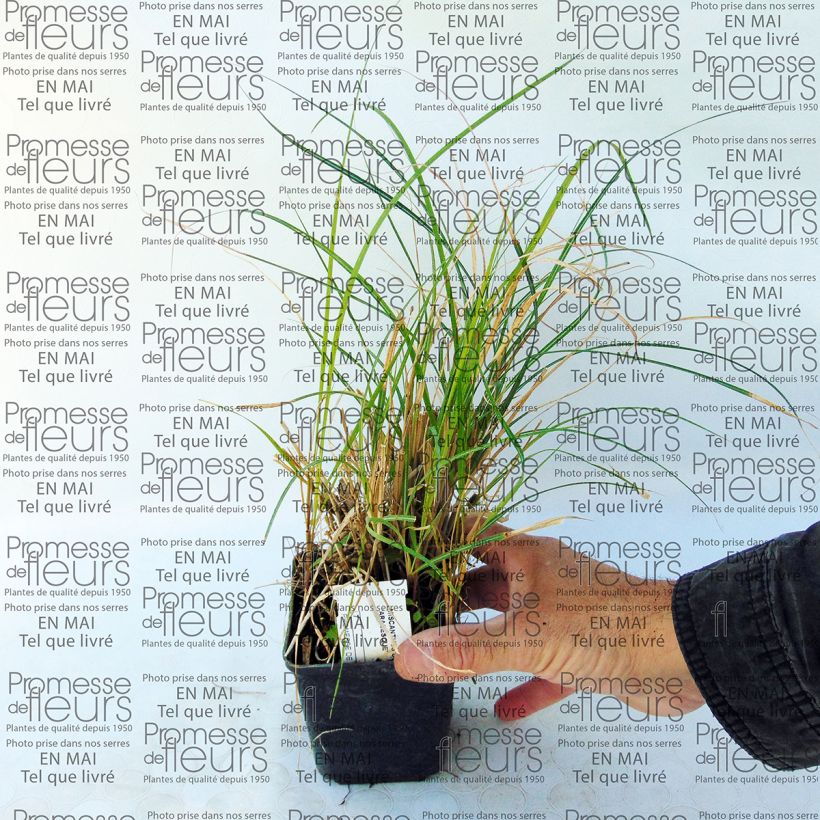 Example of Chinaschilf Arabesque - Miscanthus sinensis Kleine Töpfe von 8/9 cm as you get