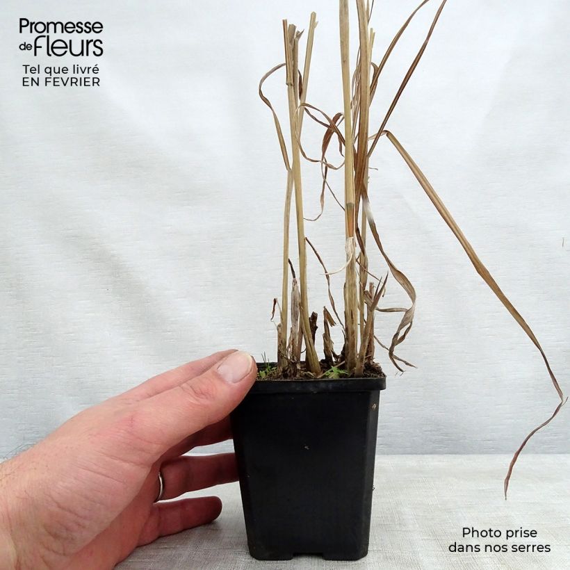 Example of Chinaschilf August Feder - Miscanthus sinensis Kleine Töpfe von 8/9 cm as you get in hiver