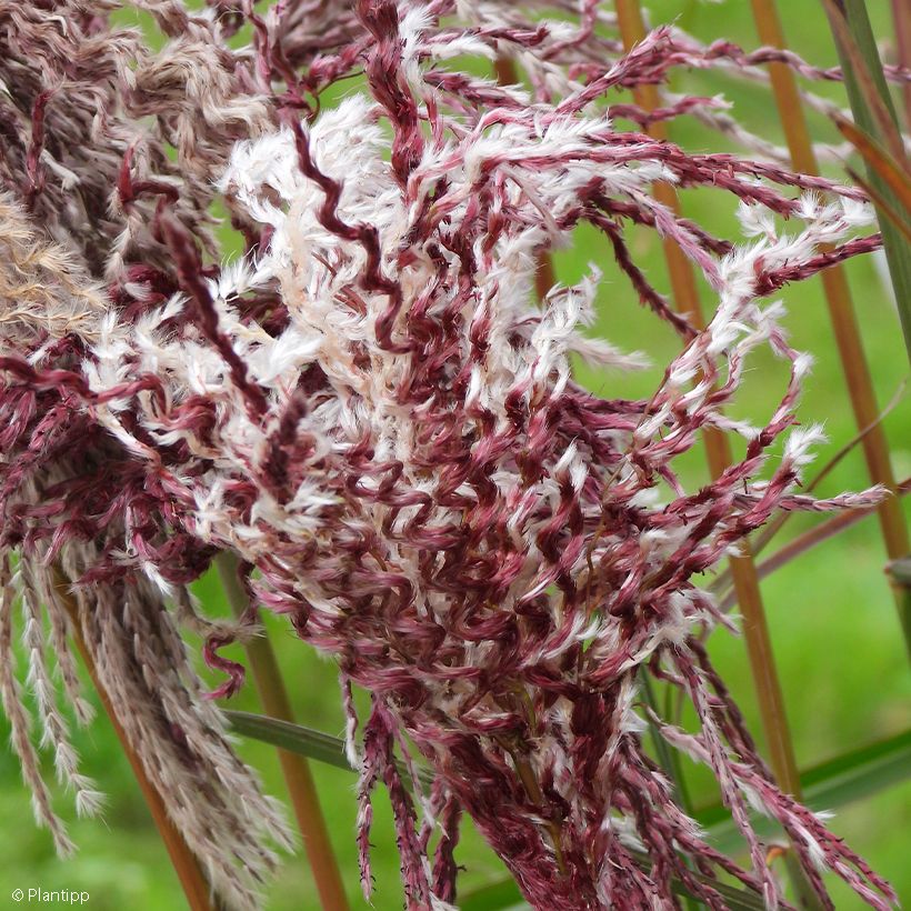 Chinaschilf Boucle - Miscanthus sinensis (Flowering)